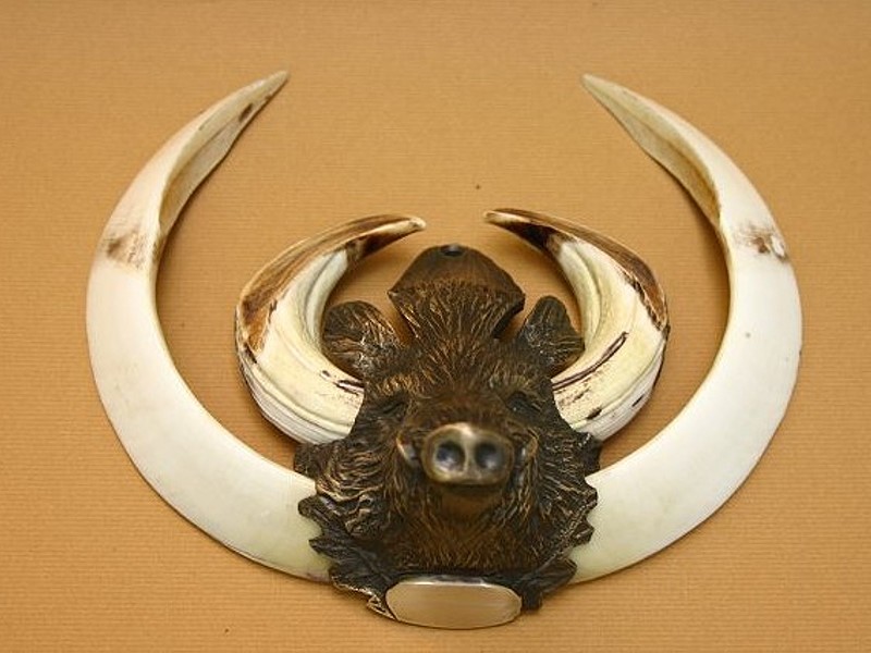 Tête de Sanglier en bronze - Motif: tête de Sanglier
